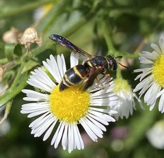 Euodynerus hidalgo