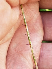 Schizachyrium scoparium
