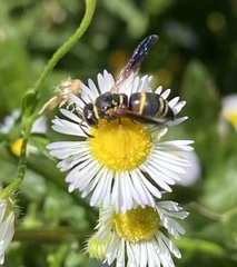 Euodynerus hidalgo