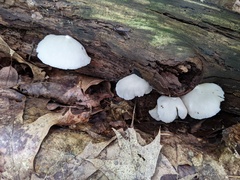 Crepidotus malachius