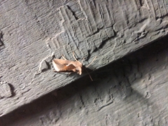 Anagrapha falcifera