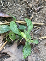 Neolasioptera boehmeriae