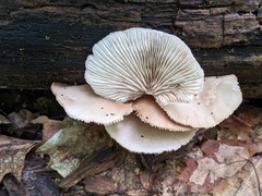 Crepidotus malachius