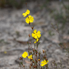 Hibbertia virgata