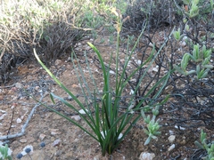 Tulbaghia dregeana