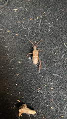 Leptoglossus clypealis