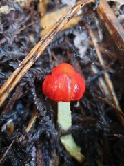 Leratiomyces erythrocephalus