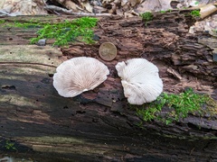 Crepidotus malachius
