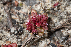 Crassula closiana