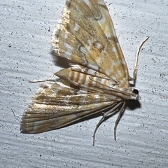 Elophila icciusalis