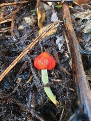 Leratiomyces erythrocephalus