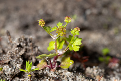 Hydrocotyle callicarpa