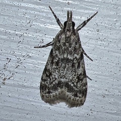 Eudonia heterosalis
