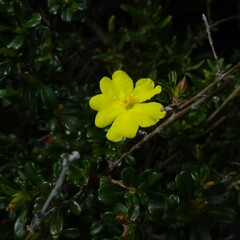 Hibbertia monogyna