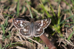 Burnsius orcynoides