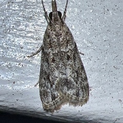 Eudonia heterosalis