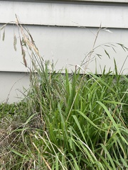 Bromus catharticus