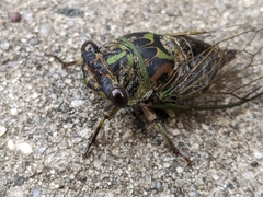 Neotibicen linnei