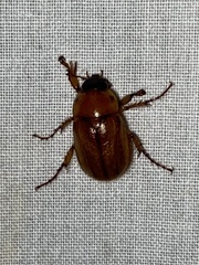 Cyclocephala lurida