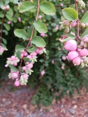 Symphoricarpos mollis