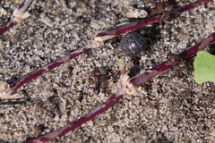 Acromyrmex heyeri