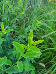 Karwinskia humboldtiana