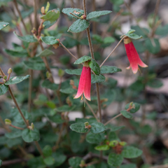 Correa reflexa lobata