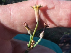 Tulbaghia dregeana