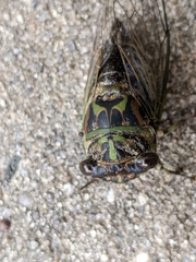 Neotibicen linnei