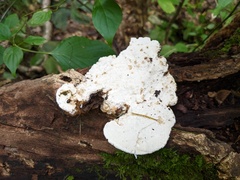 Amaropostia stiptica