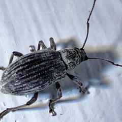 Cyrtepistomus castaneus