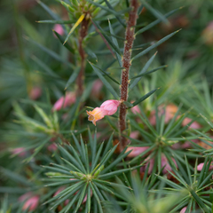 Brachyloma ericoides