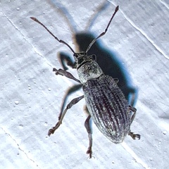 Cyrtepistomus castaneus