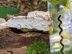 Amaropostia stiptica
