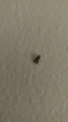 Oegoconia novimundi