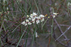Hakea carinata