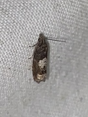 Eucosma parmatana