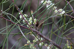 Hakea carinata