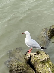 Chroicocephalus novaehollandiae scopulinus
