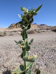 Asclepias erosa