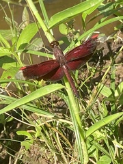 Neurothemis stigmatizans