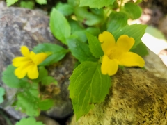 Erythranthe dentata