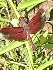 Neurothemis stigmatizans