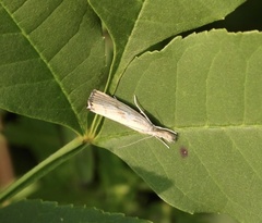 Agriphila