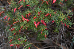 Stenanthera conostephioides