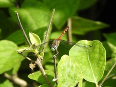 Sympetrum ambiguum