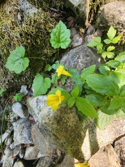 Erythranthe dentata