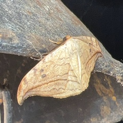 Drepana arcuata