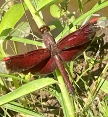 Neurothemis stigmatizans