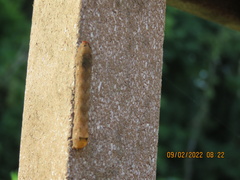 Orthodes majuscula